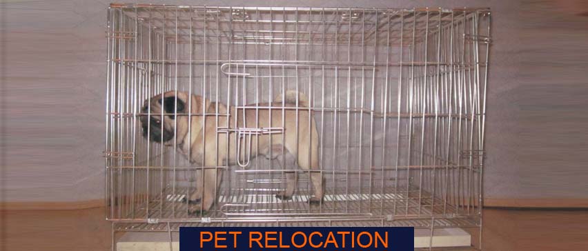 pet relocation in Mumbai